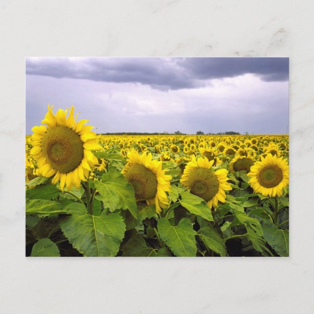 Postal Flor estatal de Kansas - El girasol (Anverso)