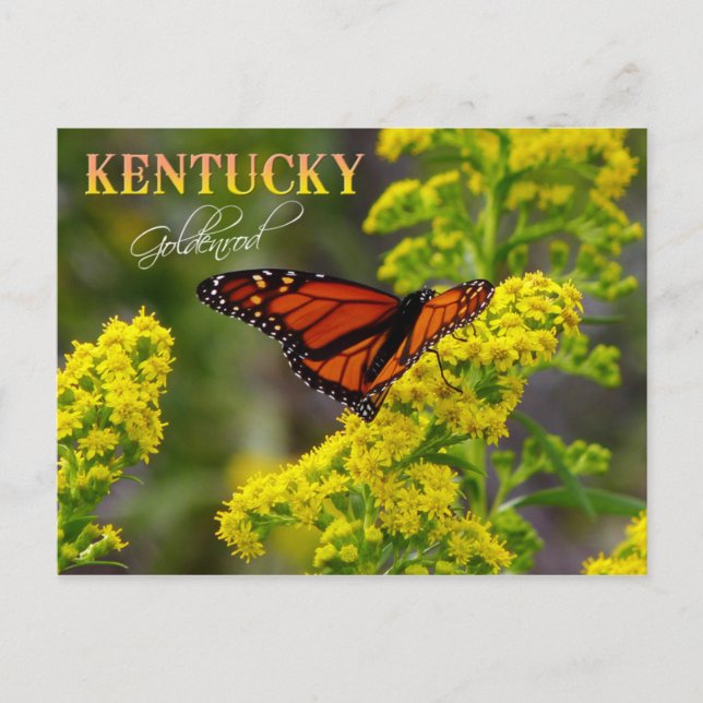 Postal Flor estatal de Kentucky: Goldenrod (Anverso)