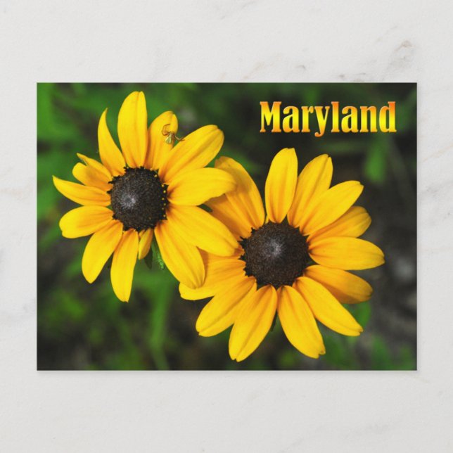 Postal Flor estatal de Maryland: Susan de ojos negros (Anverso)