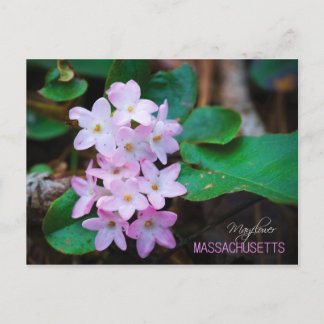 Postal Flor estatal de Massachusetts: Mayflower