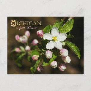 Postal Flor estatal de Michigan: Apple Blossom