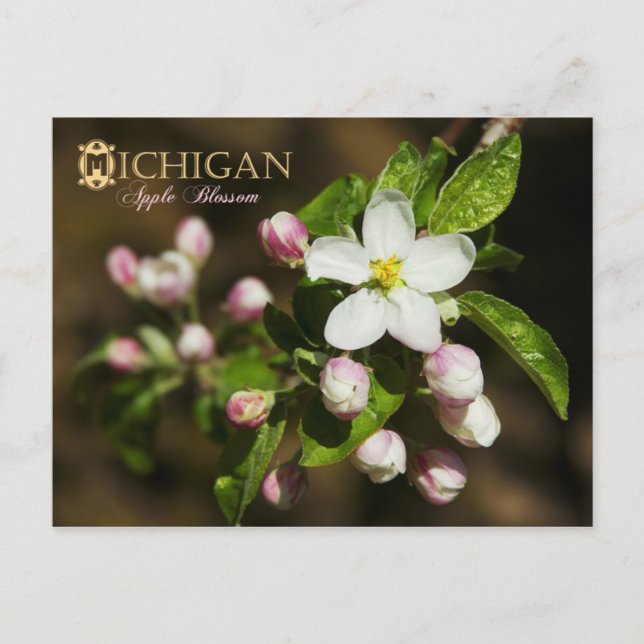 Postal Flor estatal de Michigan: Apple Blossom (Anverso)