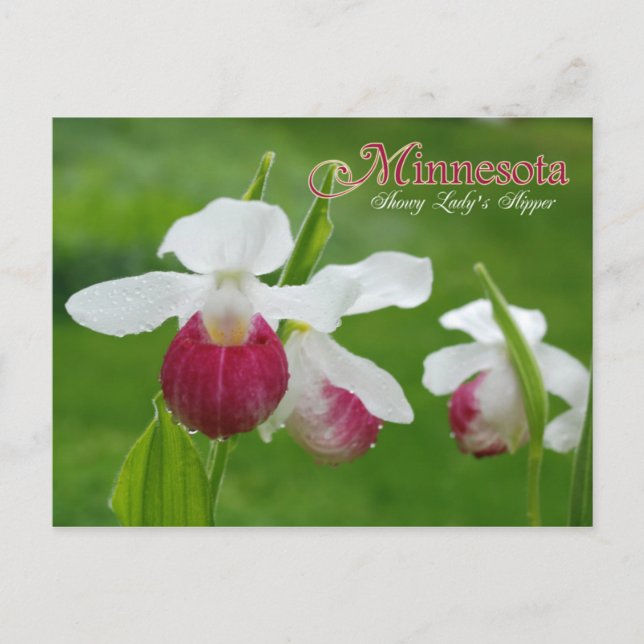 Postal Flor estatal de Minnesota: Luminosa zapatilla de d (Anverso)