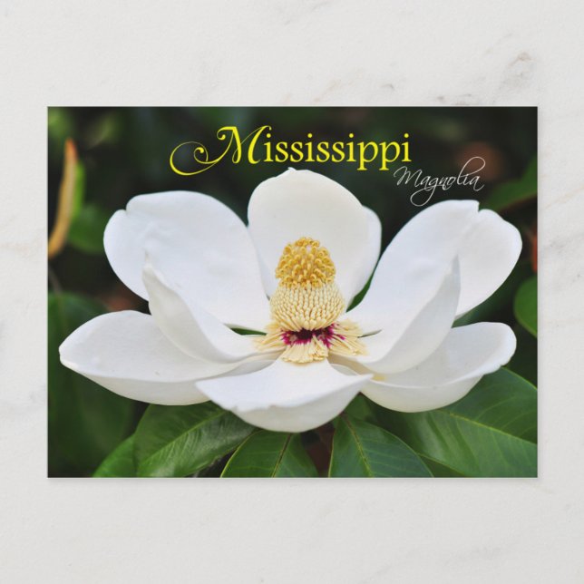 Postal Flor estatal de Misisipi: Magnolia (Anverso)