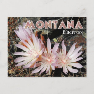 Postal Flor estatal de Montana: Bitterroot