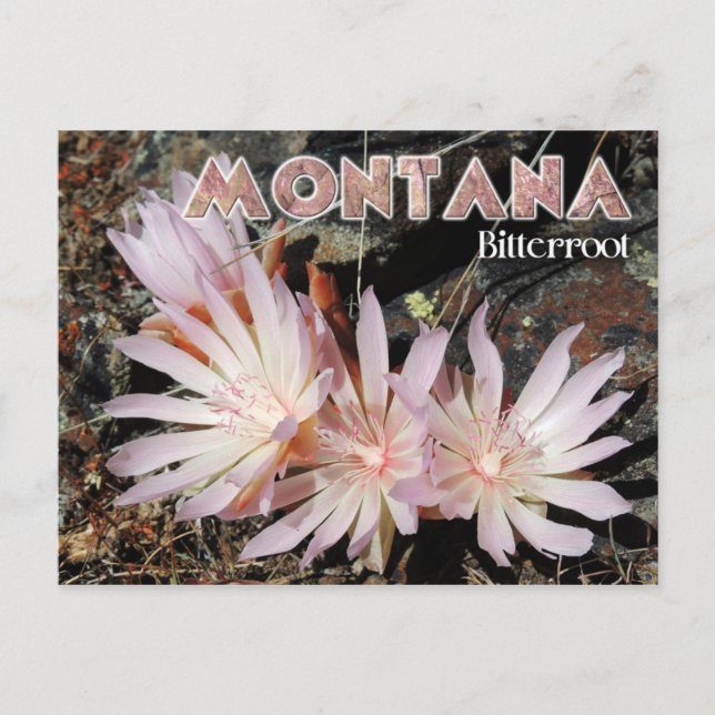 Postal Flor estatal de Montana: Bitterroot (Anverso)