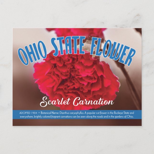 Postal Flor estatal de Ohio, el clavel escarlata (Anverso)