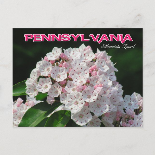 Postal Flor Estatal de Pennsylvania: Laurel de la montaña (Anverso)