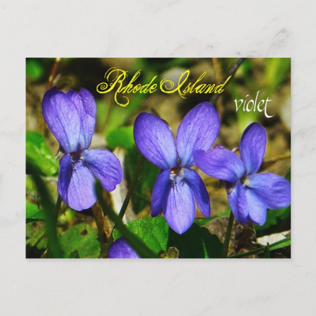 Postal Flor estatal de Rhode Island: Violeta (Anverso)