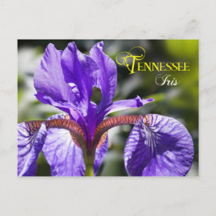 Postal Flor Estatal Tennessee: Iris