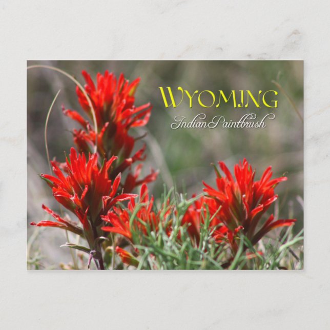 Postal Flor estatal Wyoming: pincel indio (Anverso)