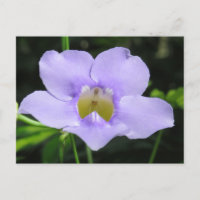 Flor exótica