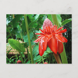 Postales Exótica Roja De La Flor - Tarjetas postales 