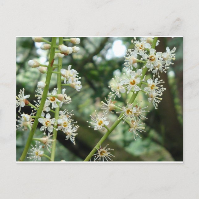 Postal Flor exótica en Irlanda (Anverso)