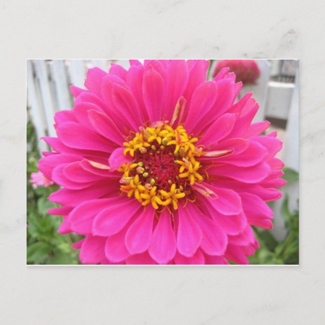 Postal flor, feria estatal rosa zinnia (Anverso)