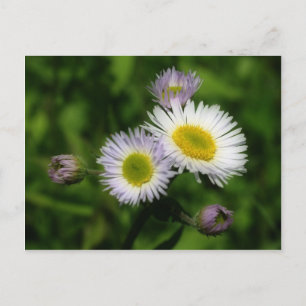 Postal Flor Fleabane White Daisies