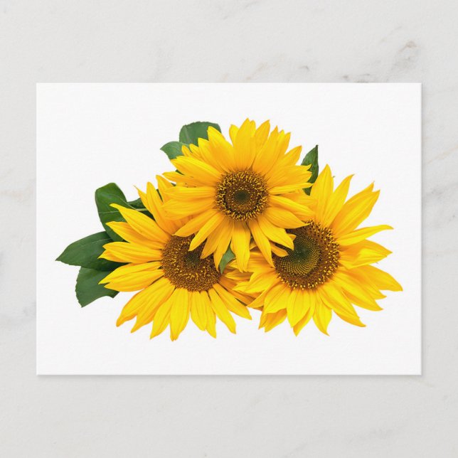 Postal Flor floral de girasoles amarillos - Hola, amor (Anverso)