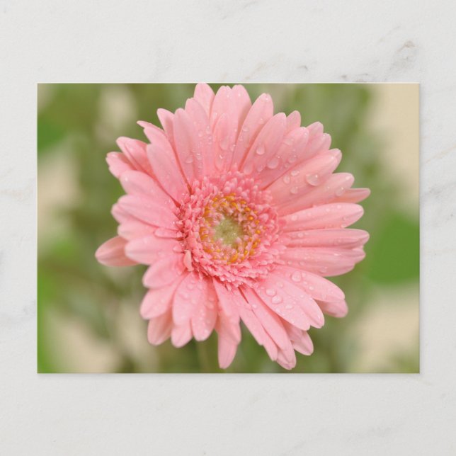 Postal Flor Floral rosa Gerbera Daisy Hola Amor (Anverso)