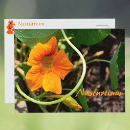 Postal Flor Fotográfica Botánica de Nasturtium
