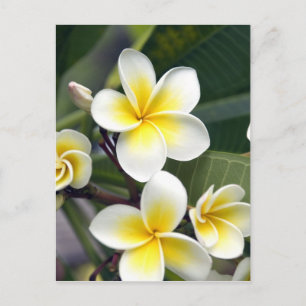 Postal Flor frangipani Islas Cook