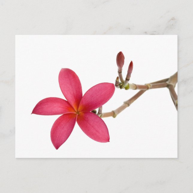 Postal Flor frangipani roja (Anverso)