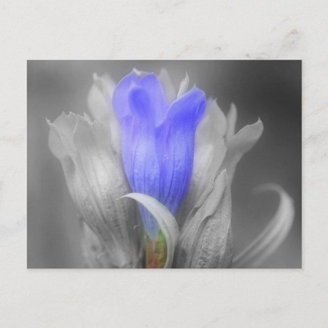 Postal Flor Gentiana Azul En Blanco Y Negro (Anverso)