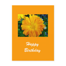 flor gerbera amarilla