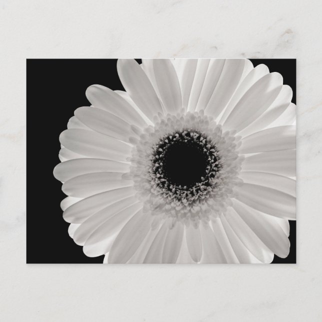 Postal Flor gerbera blanca (Anverso)
