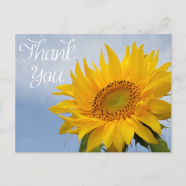 Postal Flor Gracias Sunflower Flor Amarilla Azul Cielo (Anverso)