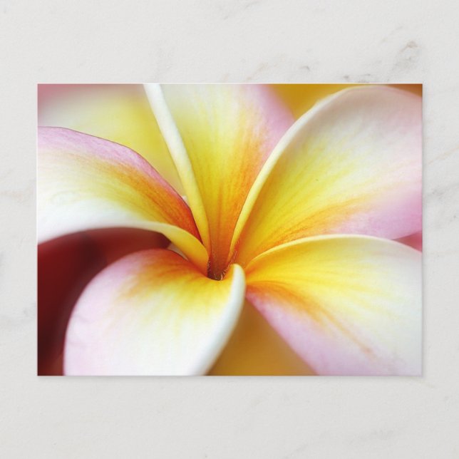 Postal Flor Hawái del Plumeria Frangipani blanco (Anverso)