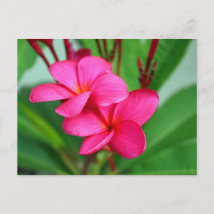 Postal Flor hawaiana rosa Plumeria Frangipani