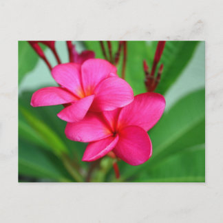 Postal Flor hawaiana rosa Plumeria Frangipani