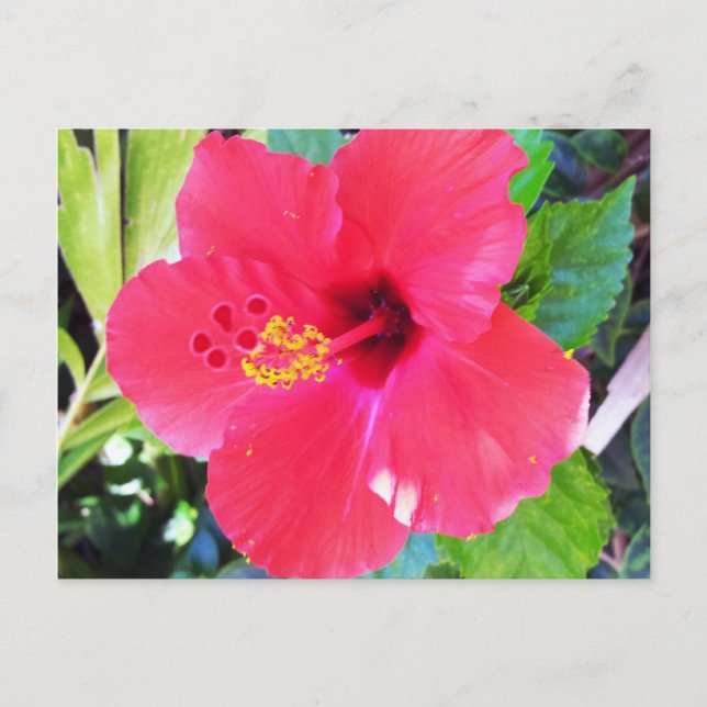 Postal Flor Hawaii roja hibiscus (Anverso)