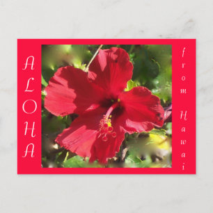 Postal Flor Hawaití Aloha Roja Hibiscus