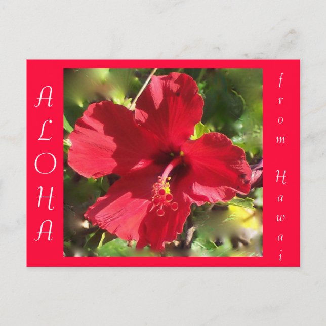 Postal Flor Hawaití Aloha Roja Hibiscus (Anverso)