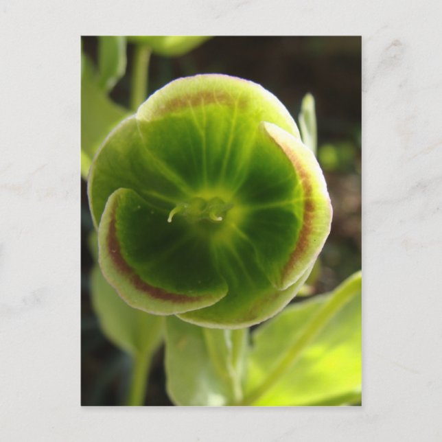 Postal flor hellebore verde (Anverso)