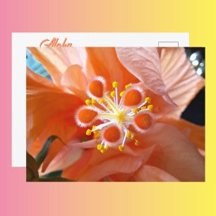 Postal Flor Hibisco Botánica Fotografía de Cerca
