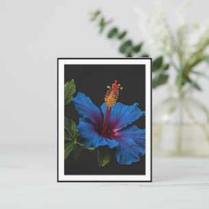 Postal Flor Hibiscus azul en flor,