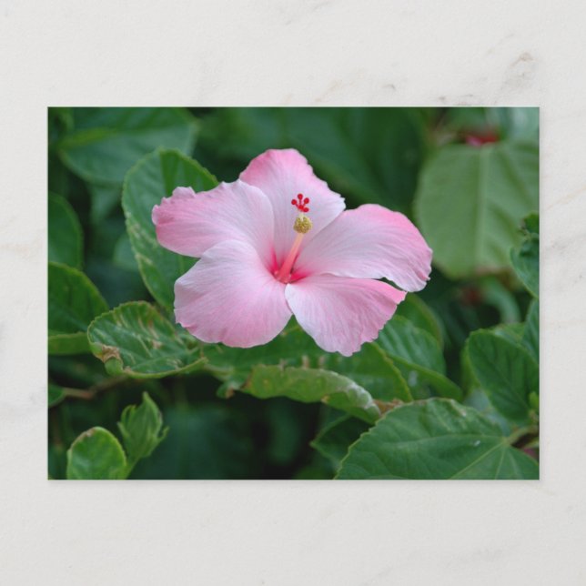 Postal Flor Hibiscus Vibrante Rosa (Anverso)
