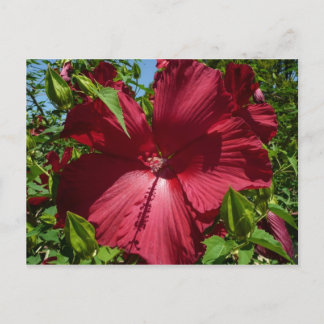 Postal Flor hibiscus y cielo azul