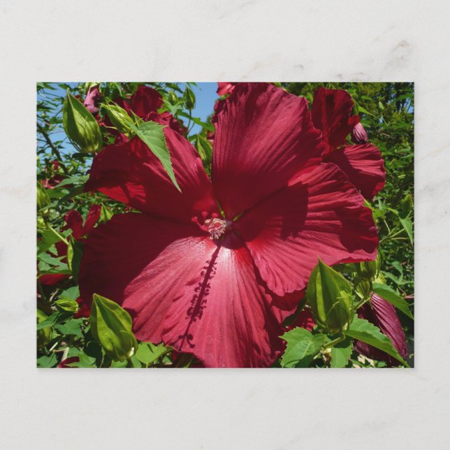 Postal Flor hibiscus y cielo azul (Anverso)