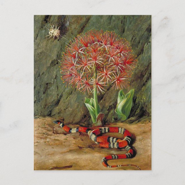 Postal Flor Imperiale Coral Snake and Spider (Anverso)