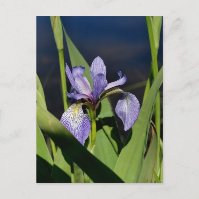 Postal Flor Iris de bandera azul salvaje (Anverso)