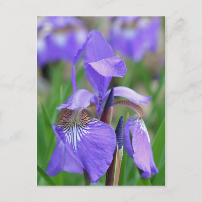 Postal Flor Iris de bandera azul salvaje (Anverso)