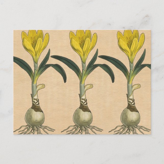 Postal Flor Jardín Botánico Amaryllis Tulip (Anverso)