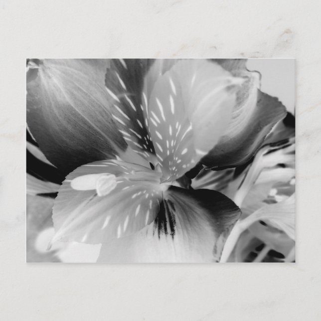 Postal Flor lirio peruana de la Argelia en blanco y negro (Anverso)
