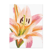 Flor Lirio Rosa | Pintura de acuarela floral