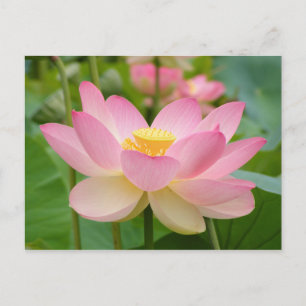 Postal Flor Lotus en Bloom (Nelumbo nucifera)