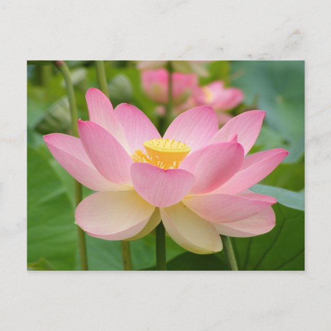 Postal Flor Lotus en Bloom (Nelumbo nucifera) (Anverso)