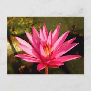 Postal Flor Lotus en la naturaleza